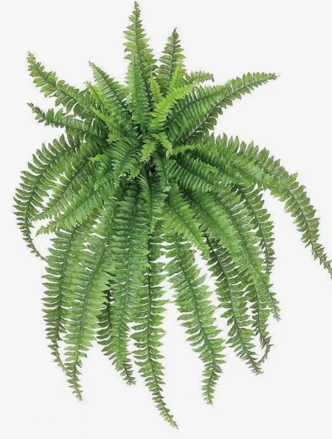 Artificial Boston Fern