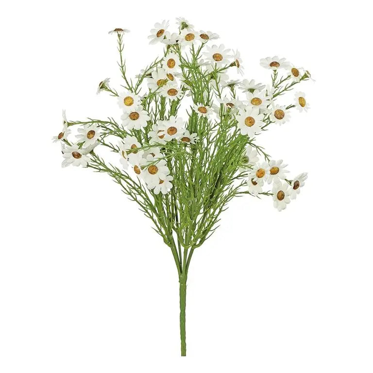 Daisy Bush