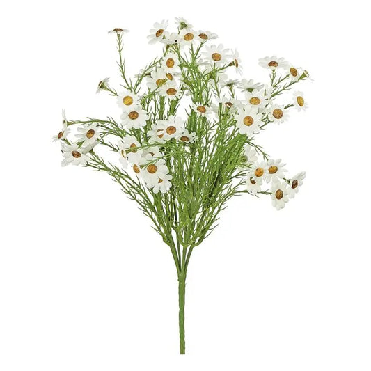 Daisy Bush