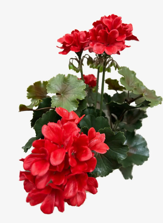 Geraniums