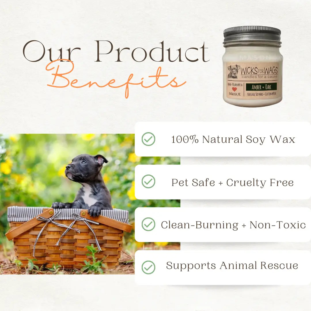 Sunny Citrus | 8oz Soy Candle | Mason Jar